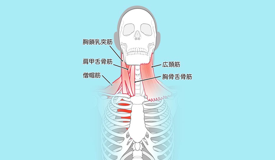 頸部の筋