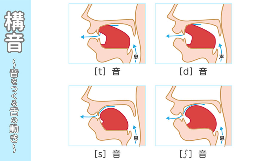 音を作る舌の作り