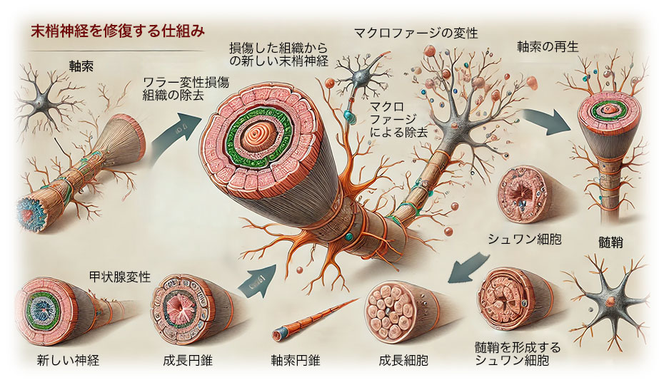 傷ついた神経を修復する仕組みを解明