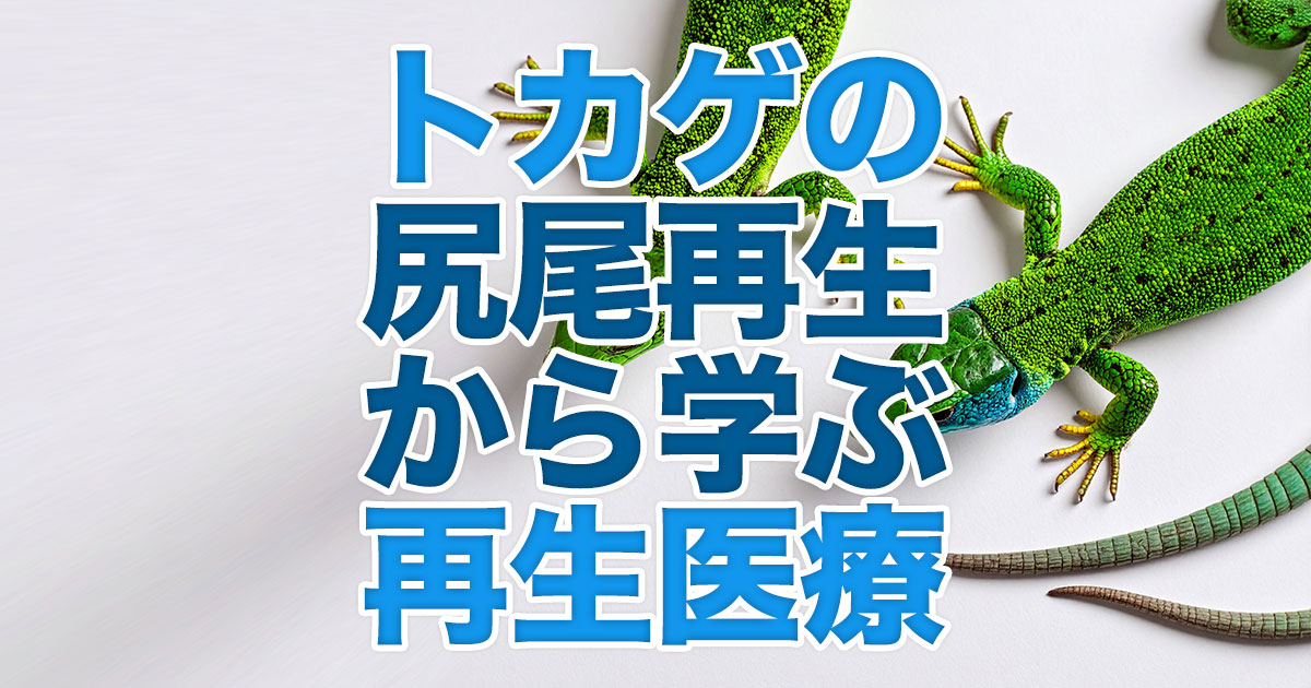 トカゲの尻尾再生から学ぶヒトの再生医療
