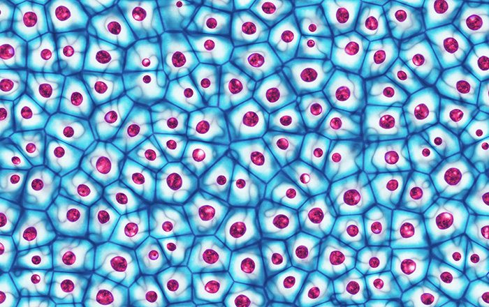 幹細胞の分化 iPS細胞