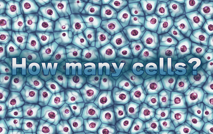 １つの細胞から増殖
