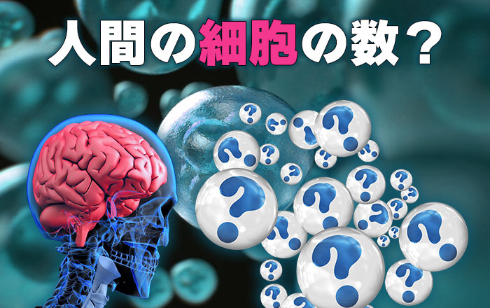 人間の細胞の数はどのぐらいあるの 脳梗塞 脊髄損傷 脳出血の再生医療ニューロテック メディカル 大阪 東京 名古屋