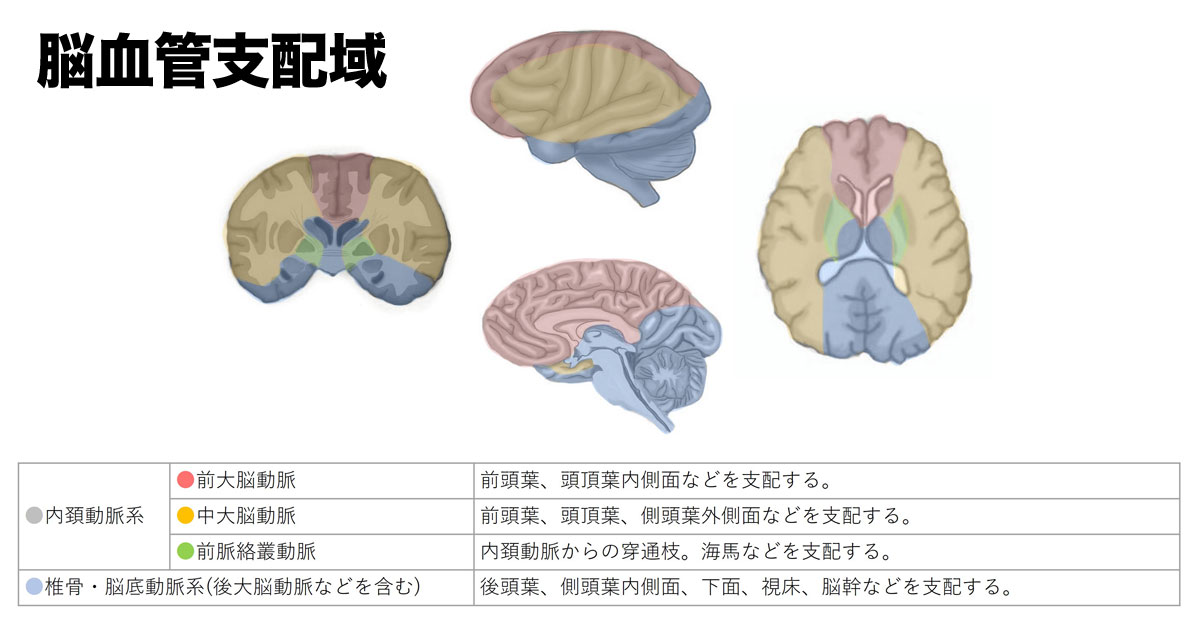脳血管支配領域