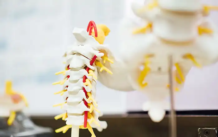 脊髄の模型