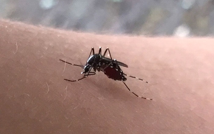 蚊がウイルスを媒介する