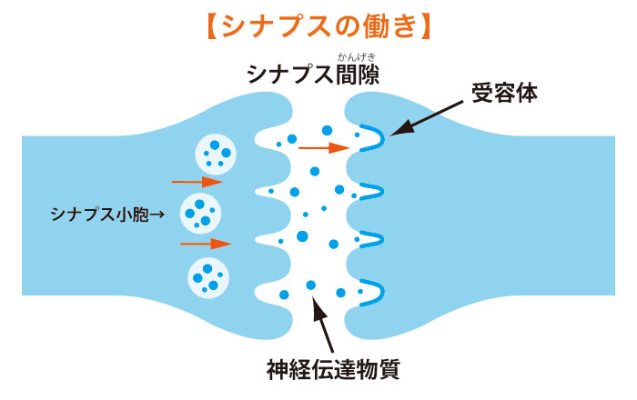  ALSと神経損傷との関係は何ですか?