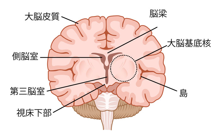 大脳皮質基底核