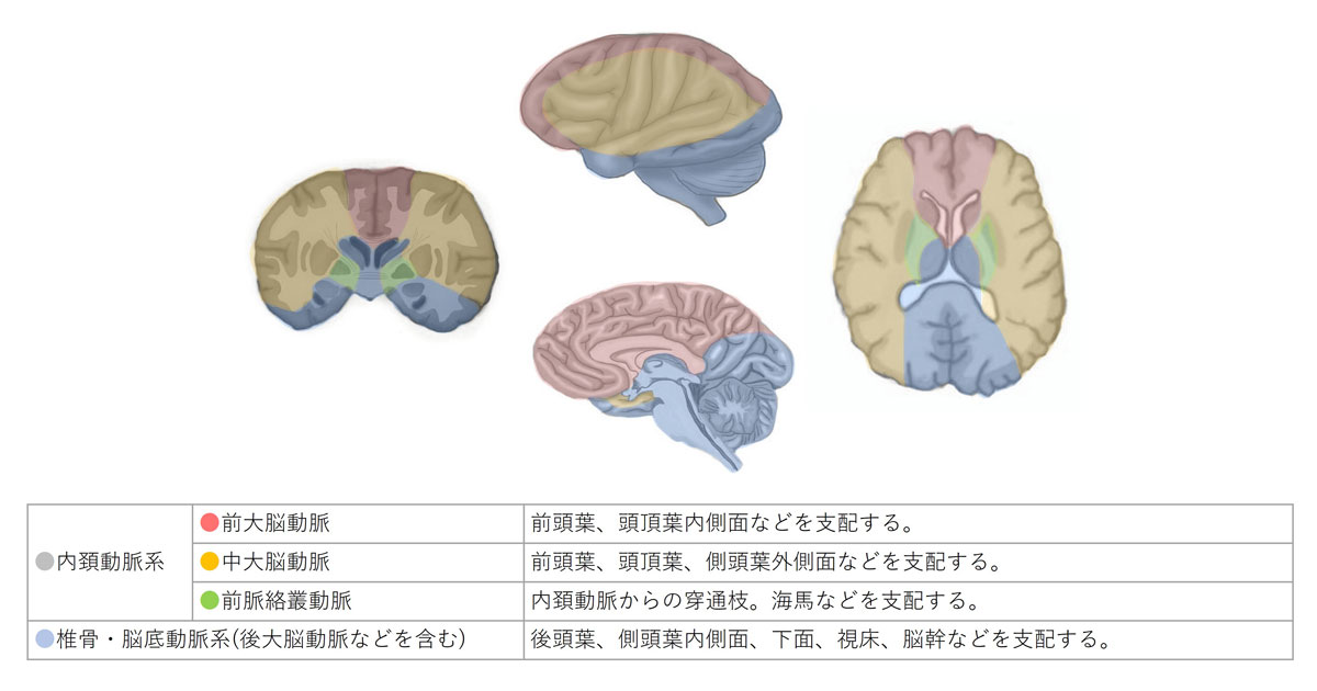 中大脳動脈の支配範囲
