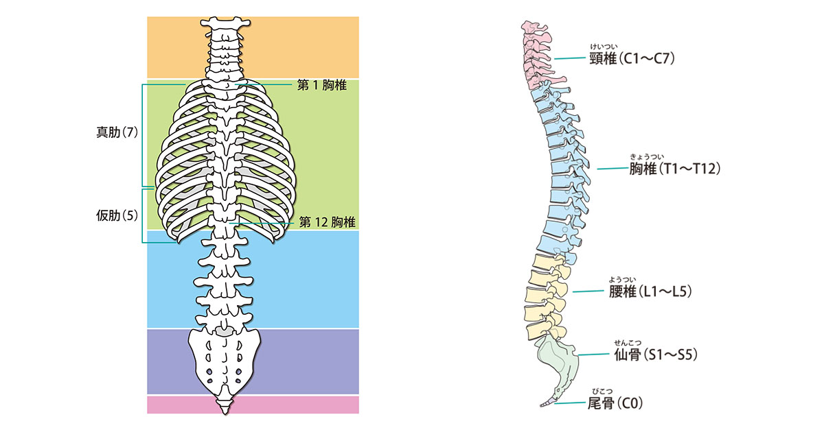 背骨、脊髄