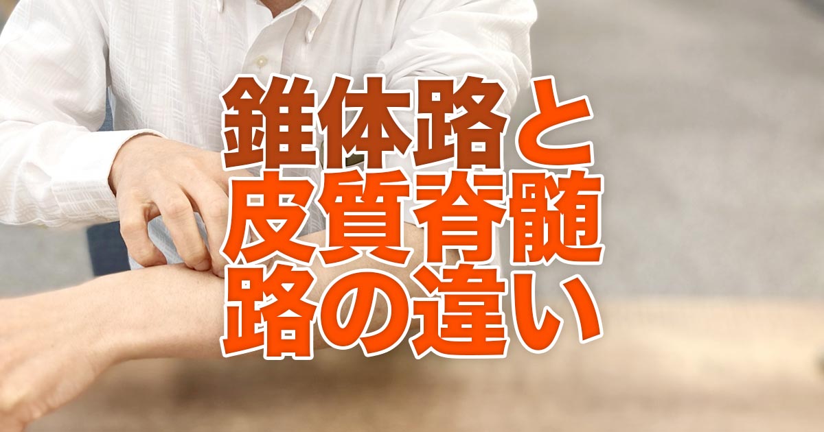 錐体路と皮質脊髄路の違い