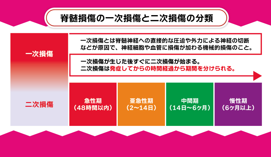 脊髄損傷の一次損傷と二次損傷の分類