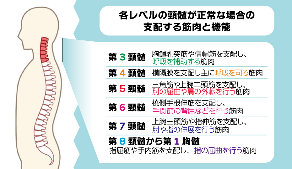 頸髄が正常な場合の支配する筋肉と機能