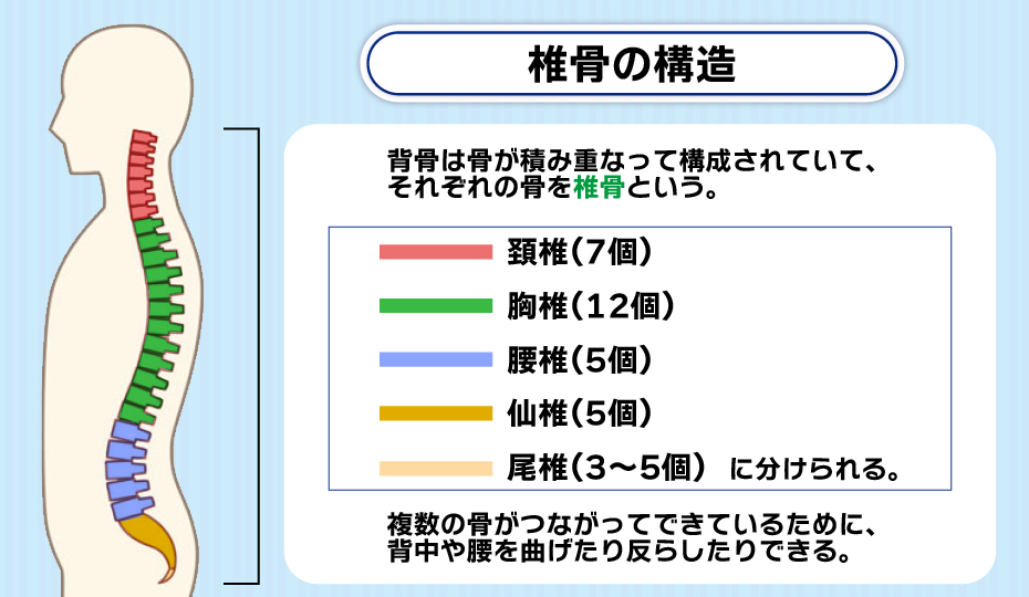 椎骨の構造