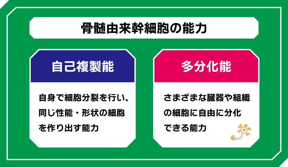 骨髄由来幹細胞の能力