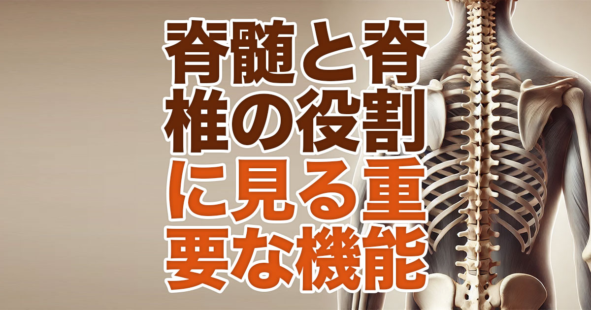 脊髄と脊椎の役割から見る身体の重要な機能とは