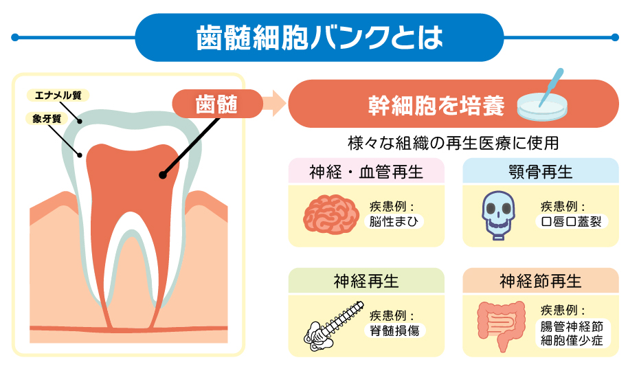 歯髄幹細胞の特性と神経細胞への分化能力