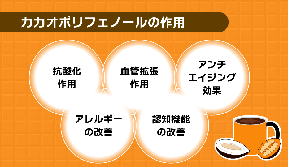 カカオポリフェノールの作用
